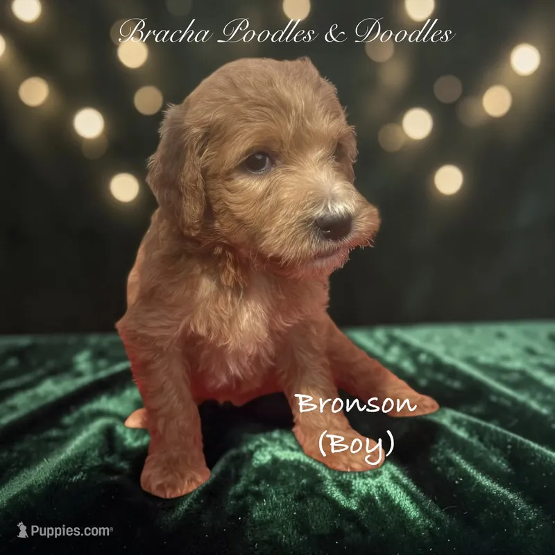 Bronson – Goldendoodle puppy for sale in Rockville, MN
