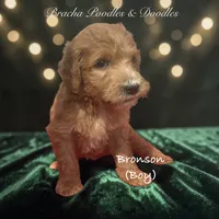Bronson, a male Goldendoodle for sale in Rockville, MN – 1 of 1