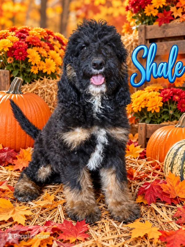 Shale – Bernedoodle puppy for sale in Rockville, MN