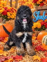 Shale, a male Bernedoodle for sale in Rockville, MN – 1 of 7