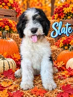 Slate, a male Bernedoodle for sale in Rockville, MN – 1 of 9