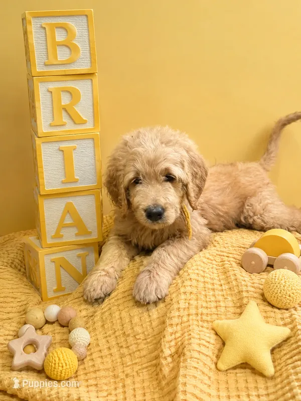 Brian  – Goldendoodle puppy for sale in Rockville, MN