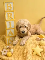 Brian , a male Goldendoodle for sale in Rockville, MN – 1 of 3