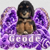Geode, a female Bernedoodle for sale in Rockville, MN – 3 of 6