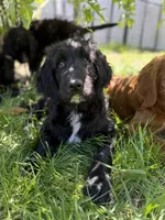 Miles, a male Goldendoodle and English Goldendoodle for sale in Rockville, MN – 2 of 3