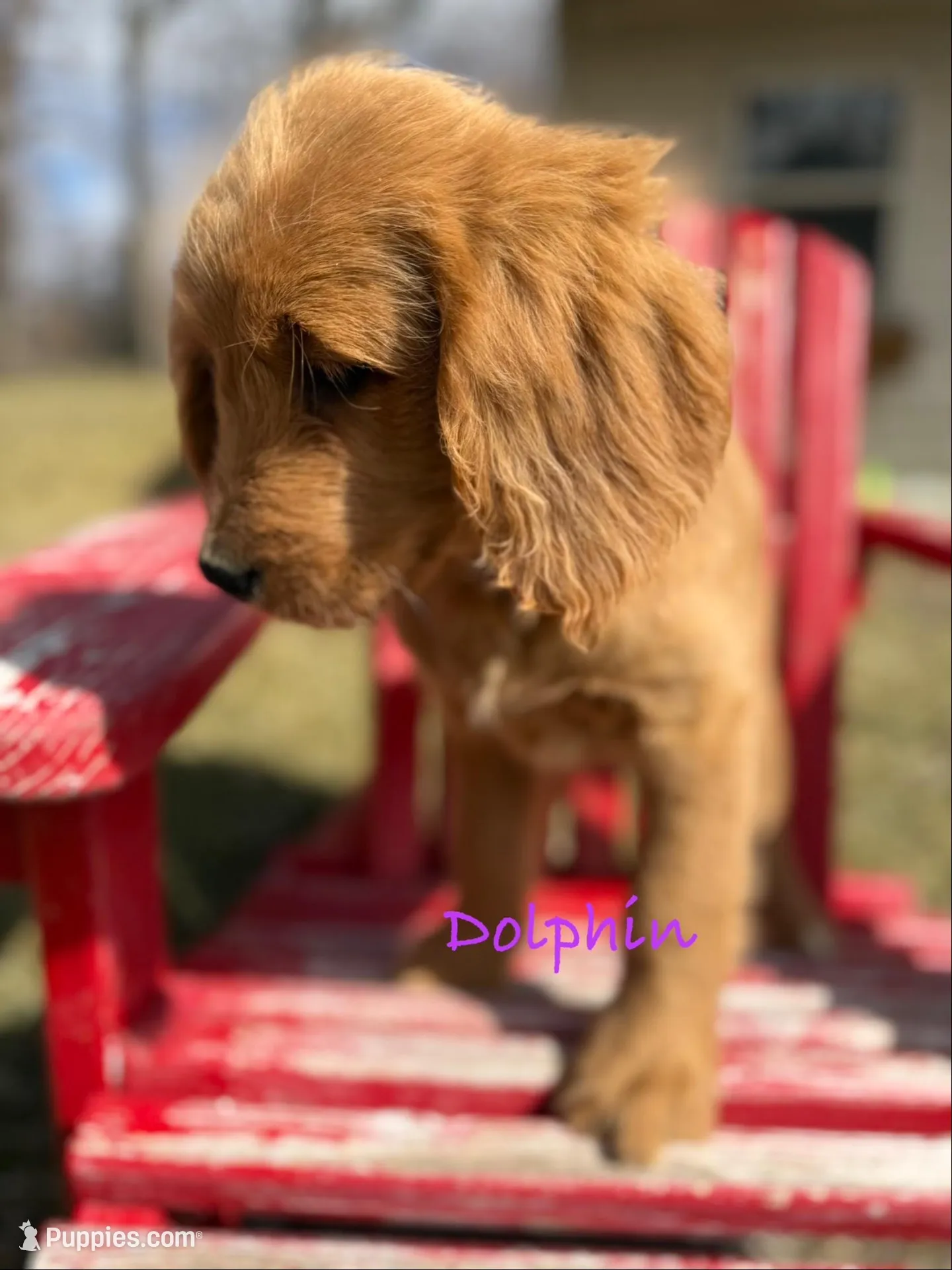 Dolphin – Goldendoodle puppy for sale in Rockville, MN
