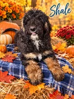 Shale, a male Bernedoodle for sale in Rockville, MN – 2 of 7