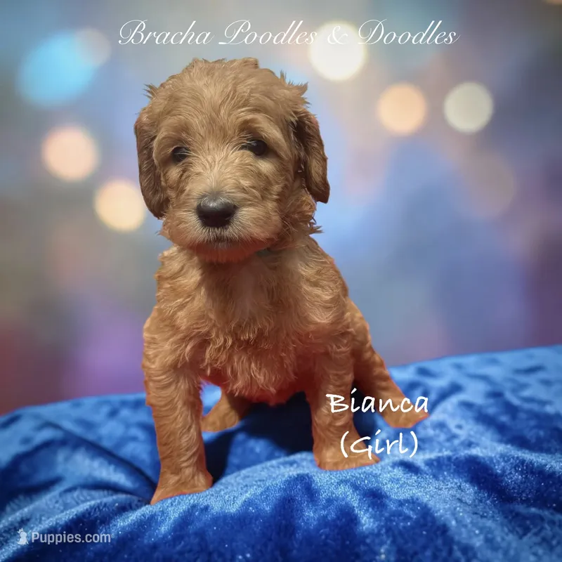 Bianca – Goldendoodle puppy for sale in Rockville, MN