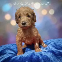 Bianca, a male Goldendoodle for sale in Rockville, MN – 1 of 1