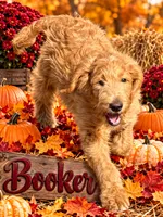 Booker, a female Goldendoodle for sale in Rockville, MN – 1 of 5
