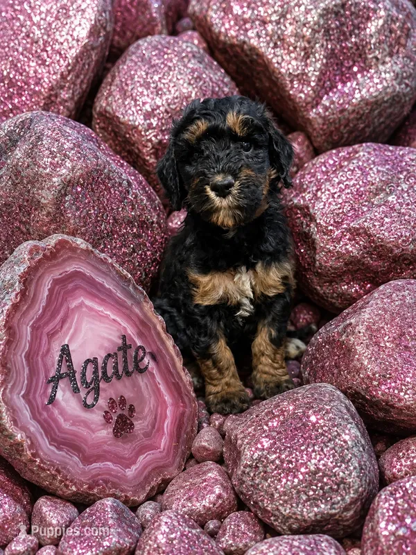 Agate – Bernedoodle puppy for sale in Rockville, MN