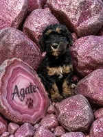 Agate, a female Bernedoodle for sale in Rockville, MN – 1 of 1