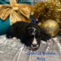 Charlie Brown, a male Goldendoodle and Golden Mountain Doodle for sale in Rockville, MN – Photo 5 of 8