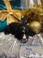 processed/cc5d70e4-92c9-4456-b3b4-5073275a9bdc/listing/0f1aca43-a3c7-496a-b0f8-c6bcb3ec83dd/12b6fc3c-9384-4b02-aaf8-7d911fa1b8ed