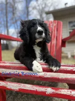 Charlie Brown, a male Goldendoodle and Golden Mountain Doodle for sale in Rockville, MN – Photo 2 of 10