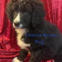Charlie Brown, a male Goldendoodle and Golden Mountain Doodle for sale in Rockville, MN – Photo 1 of 8