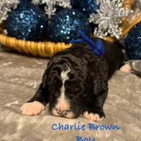 Charlie Brown, a male Goldendoodle and Golden Mountain Doodle for sale in Rockville, MN – Photo 7 of 8