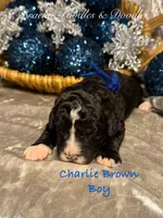 processed/cc5d70e4-92c9-4456-b3b4-5073275a9bdc/listing/0f1aca43-a3c7-496a-b0f8-c6bcb3ec83dd/4e3f3ea9-0852-4fa9-95b7-0dba7efe4885