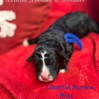 Charlie Brown, a male Goldendoodle and Golden Mountain Doodle for sale in Rockville, MN – Photo 8 of 8