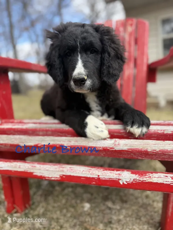 Charlie Brown – Goldendoodle, Golden Mountain Doodle puppy for sale in Rockville, MN