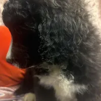 Charlie Brown, a male Goldendoodle and Golden Mountain Doodle for sale in Rockville, MN – Photo 2 of 8