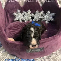 Charlie Brown, a male Goldendoodle and Golden Mountain Doodle for sale in Rockville, MN – Photo 6 of 8