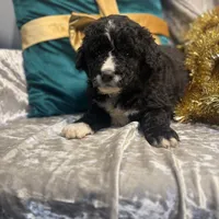 Charlie Brown, a male Goldendoodle and Golden Mountain Doodle for sale in Rockville, MN – Photo 4 of 8