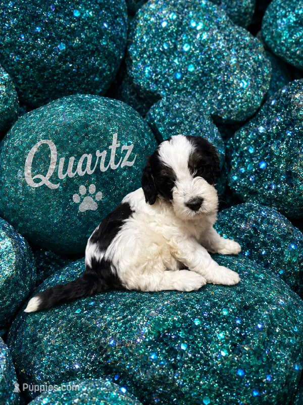Quartz – Bernedoodle puppy for sale in Rockville, MN