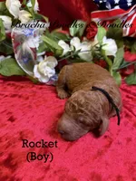 Rocket, a male Poodle - Standard  for sale in Rockville, MN – 3 of 3