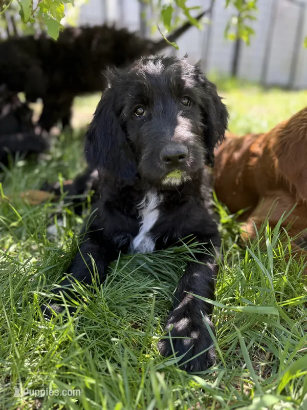 Miles – Goldendoodle, English Goldendoodle puppy for sale in Rockville, MN