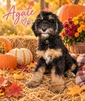 Agate, a female Bernedoodle for sale in Rockville, MN – 2 of 6
