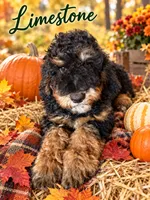 Limestone, a male Bernedoodle for sale in Rockville, MN – 3 of 8