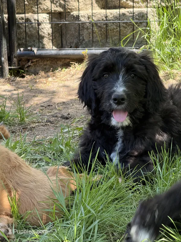 Manny – Goldendoodle, English Goldendoodle puppy for sale in Rockville, MN