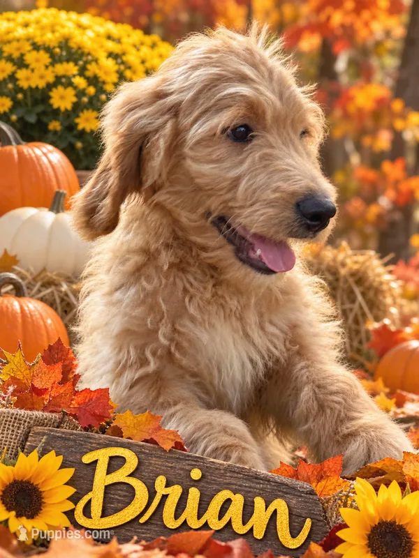 Brian  – Goldendoodle puppy for sale in Rockville, MN