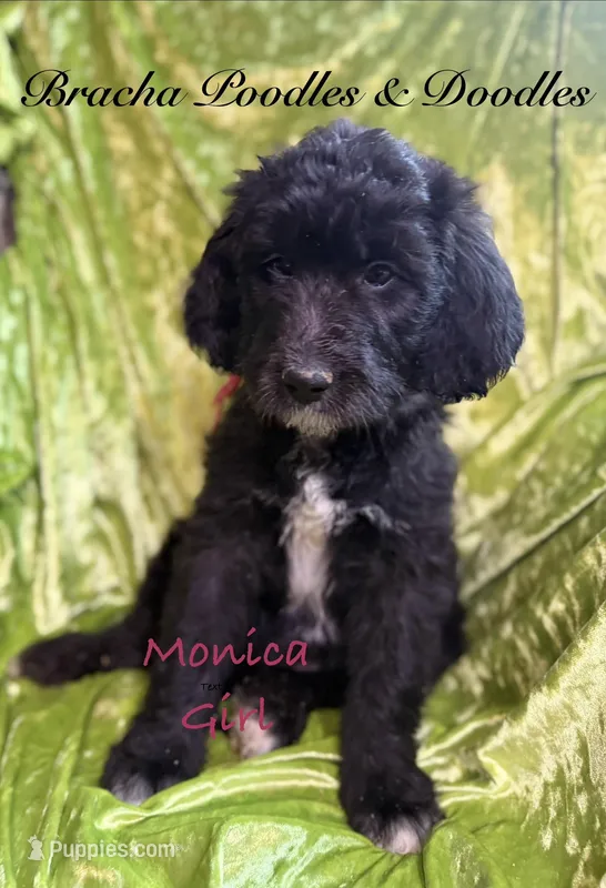 Monica – English Goldendoodle puppy for sale in Rockville, MN
