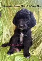 Monica, a female Goldendoodle and English Goldendoodle for sale in Rockville, MN – 3 of 3