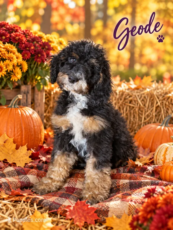 Geode – Bernedoodle puppy for sale in Rockville, MN