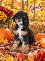 Geode, a female Bernedoodle for sale in Rockville, MN – 1 of 6
