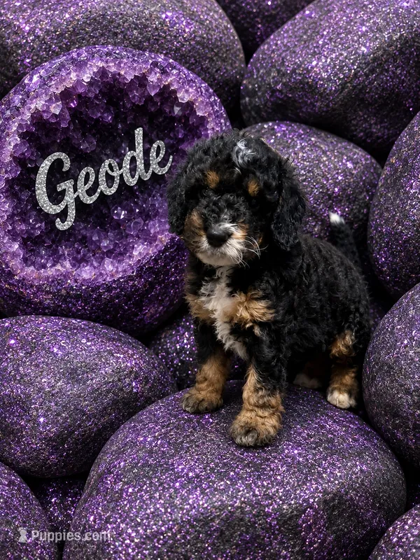 Geode – Bernedoodle puppy for sale in Rockville, MN