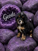 Geode, a female Bernedoodle for sale in Rockville, MN – 1 of 3