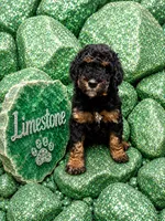 Limestone, a male Bernedoodle for sale in Rockville, MN – 2 of 2