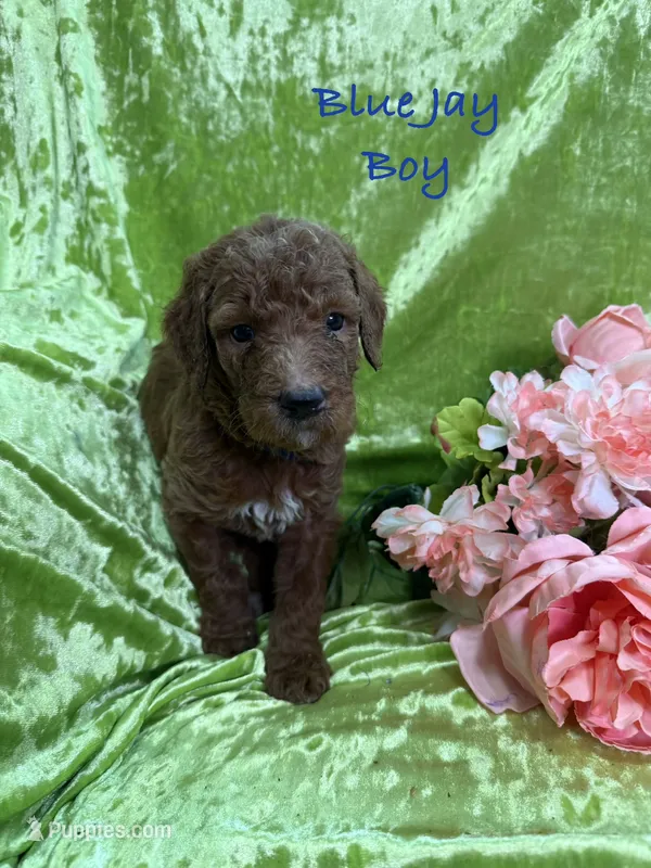 Blue Jay – Poodle - Standard  puppy for sale in Rockville, MN
