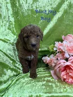 Blue Jay, a male Poodle - Standard  for sale in Rockville, MN – 1 of 1
