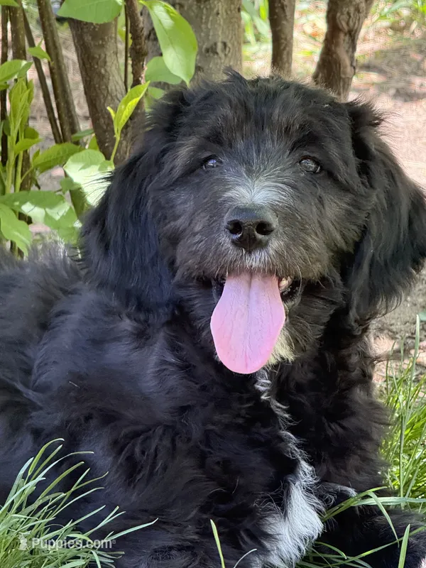 Monica – Goldendoodle, English Goldendoodle puppy for sale in Rockville, MN