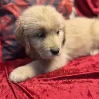 Glam, a female Golden Retriever for sale in Rockville, MN – Photo 4 of 7