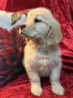 Glam, a female Golden Retriever for sale in Rockville, MN – Photo 3 of 7