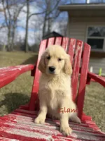 Glam, a female Golden Retriever for sale in Rockville, MN – Photo 1 of 7