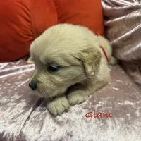 Glam, a female Golden Retriever for sale in Rockville, MN – Photo 5 of 7