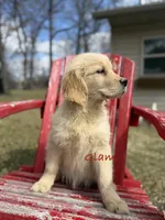 Glam, a female Golden Retriever for sale in Rockville, MN – Photo 2 of 7