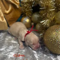 Glam, a female Golden Retriever for sale in Rockville, MN – Photo 7 of 7